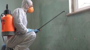 Mold Remediation Techniques